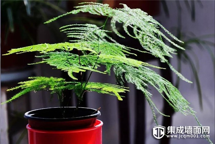 让绿植和奥华墙品搭配，一起陪伴我们生活！